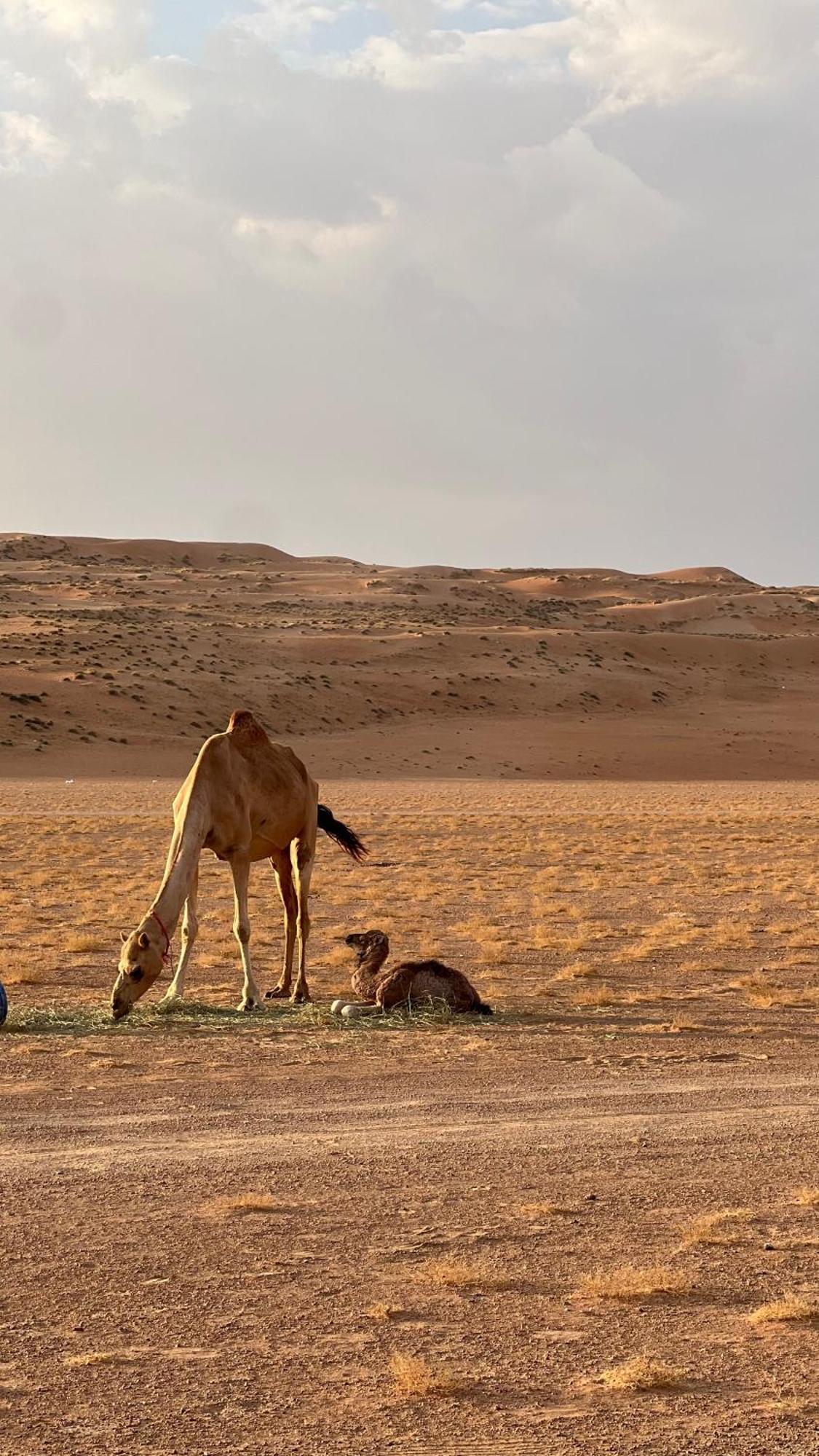 ホテル Adventurer Camp Al Wāşil エクステリア 写真